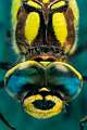 Aeshna cyanea